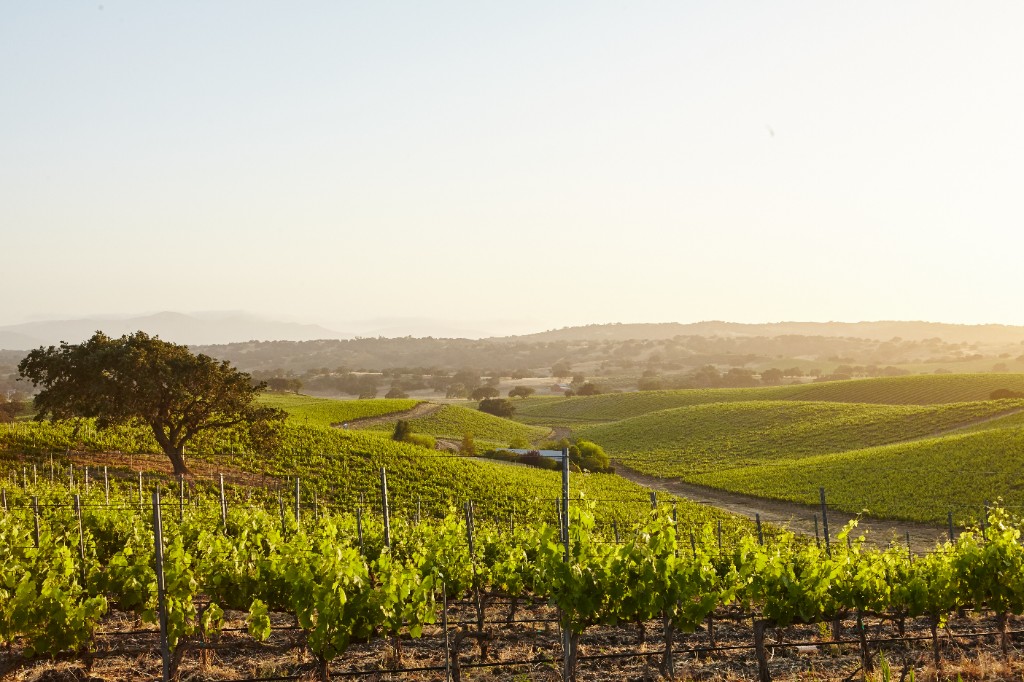 Vignobles du Languedoc